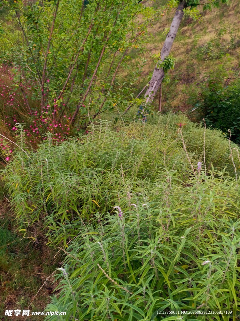 野外繁茂绿植景象