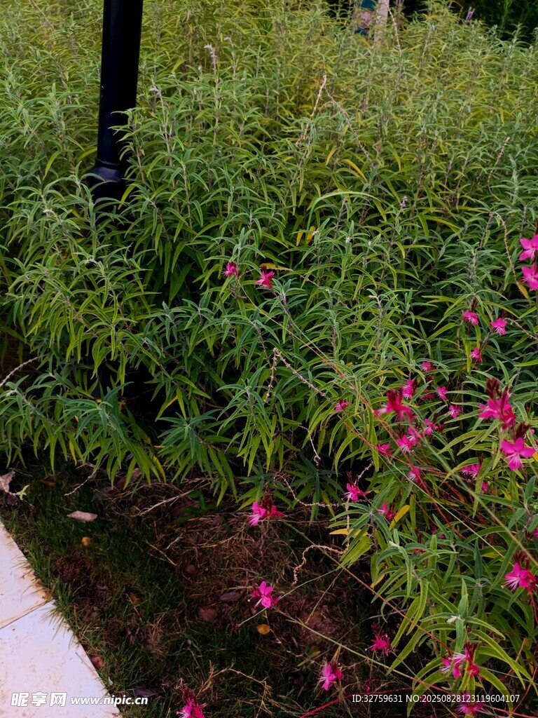 小径旁绽放的艳丽小花