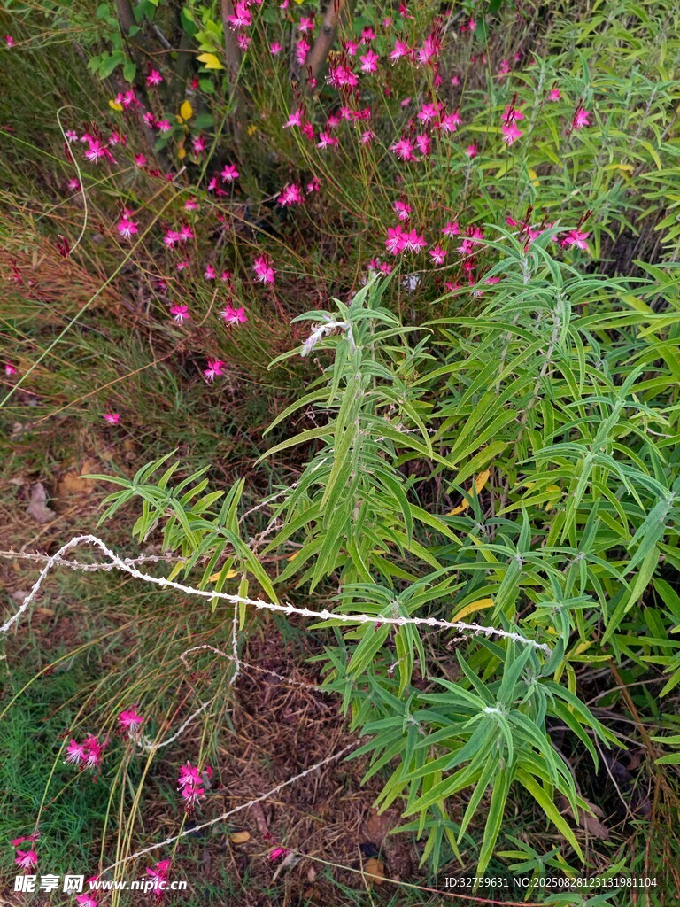 草丛中的粉色小花