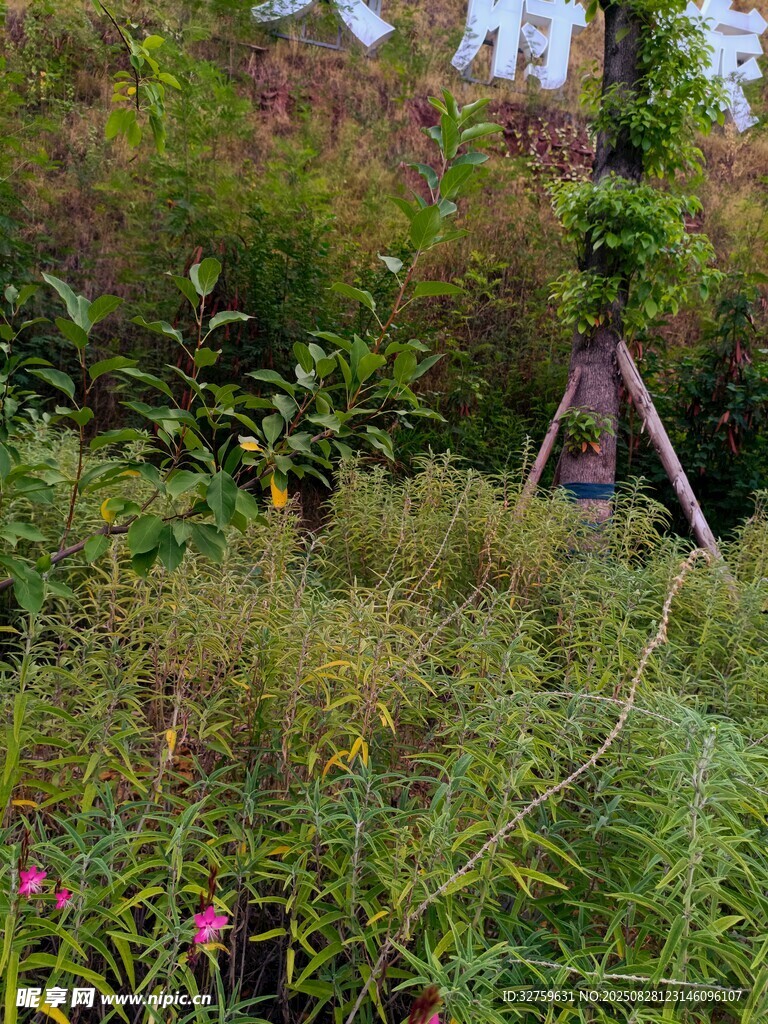 野外繁茂的花草植物景观