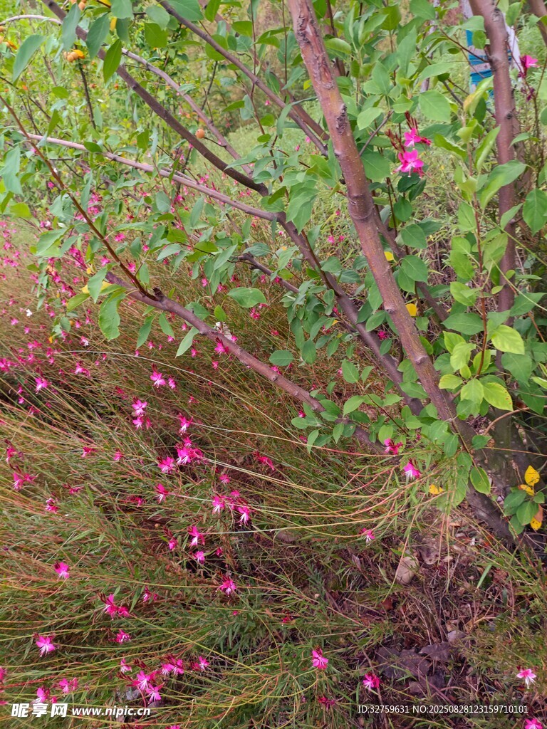繁花点缀的繁茂植物