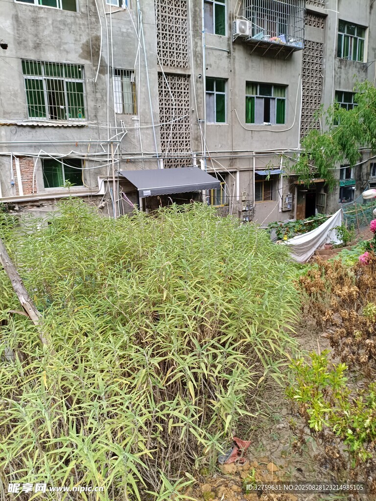 老旧楼房旁的繁茂绿植