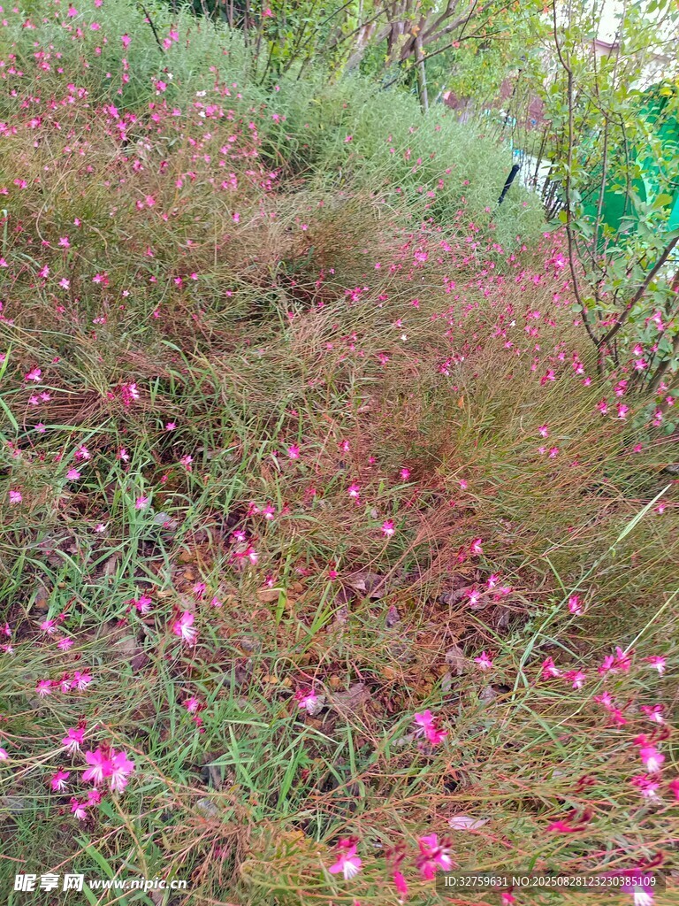 繁花似锦的多彩植物景观