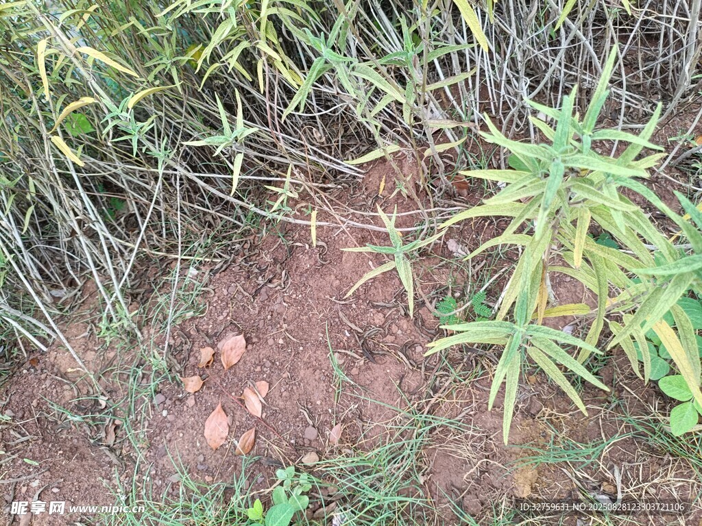 地面上的绿植与散落石子