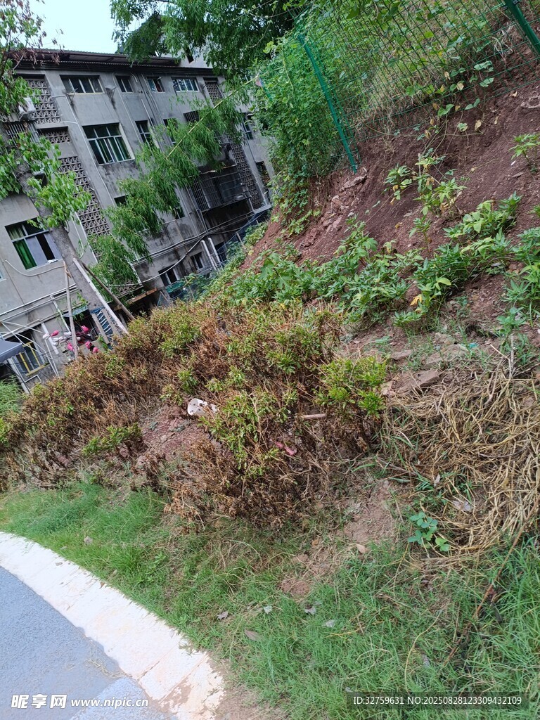 荒废建筑旁的杂草植被