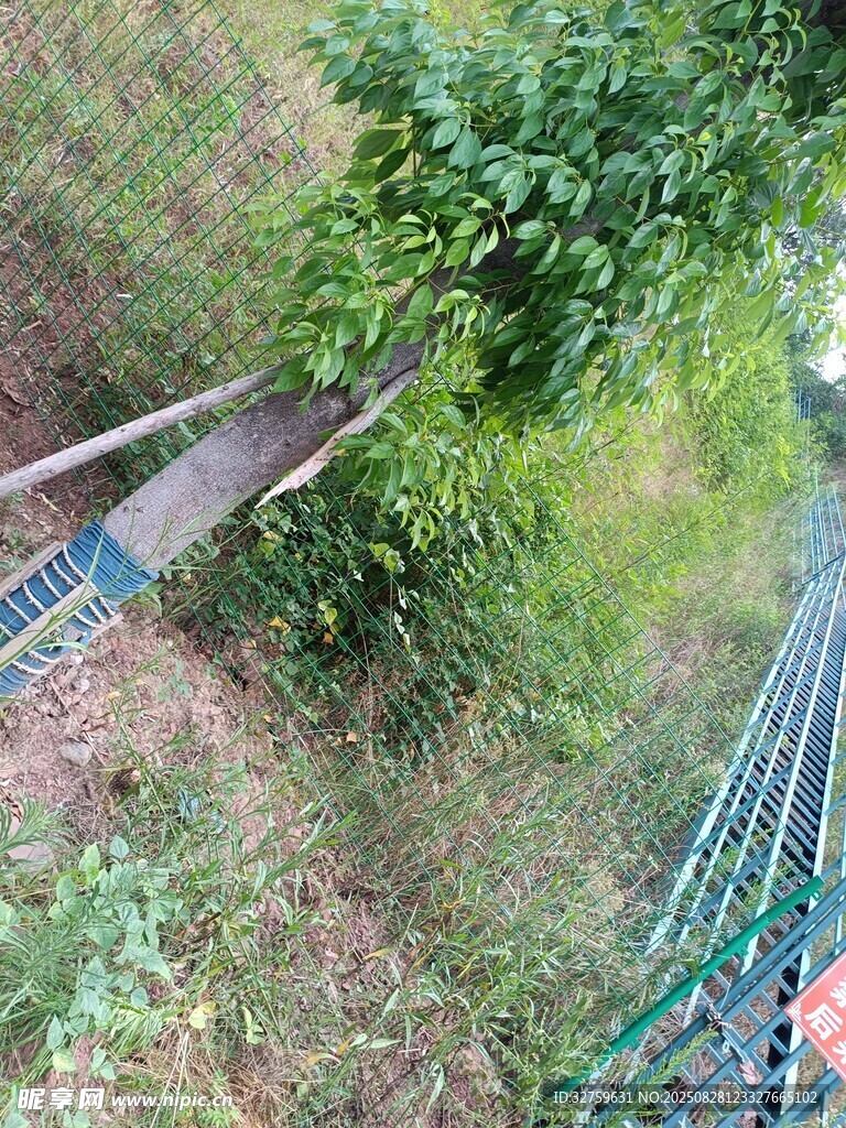 户外吊床旁的绿植景观