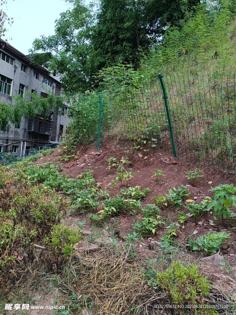 乡村菜园景象