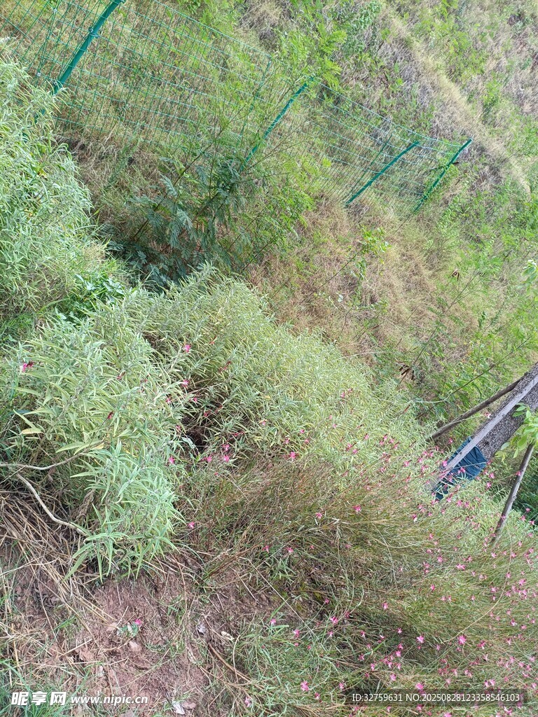 野外绿植景观
