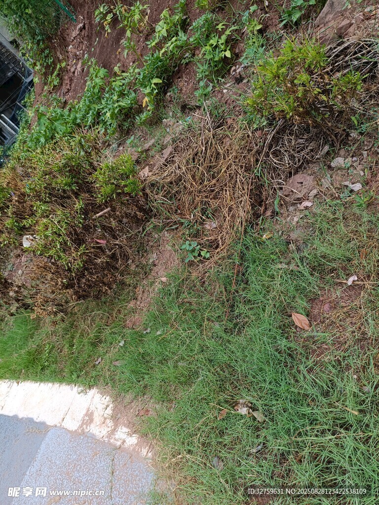 路边草地与低矮植被