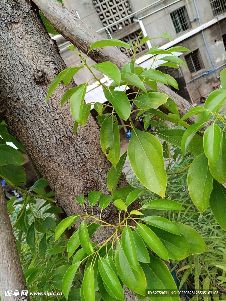 枝头绿叶间绽放的白花