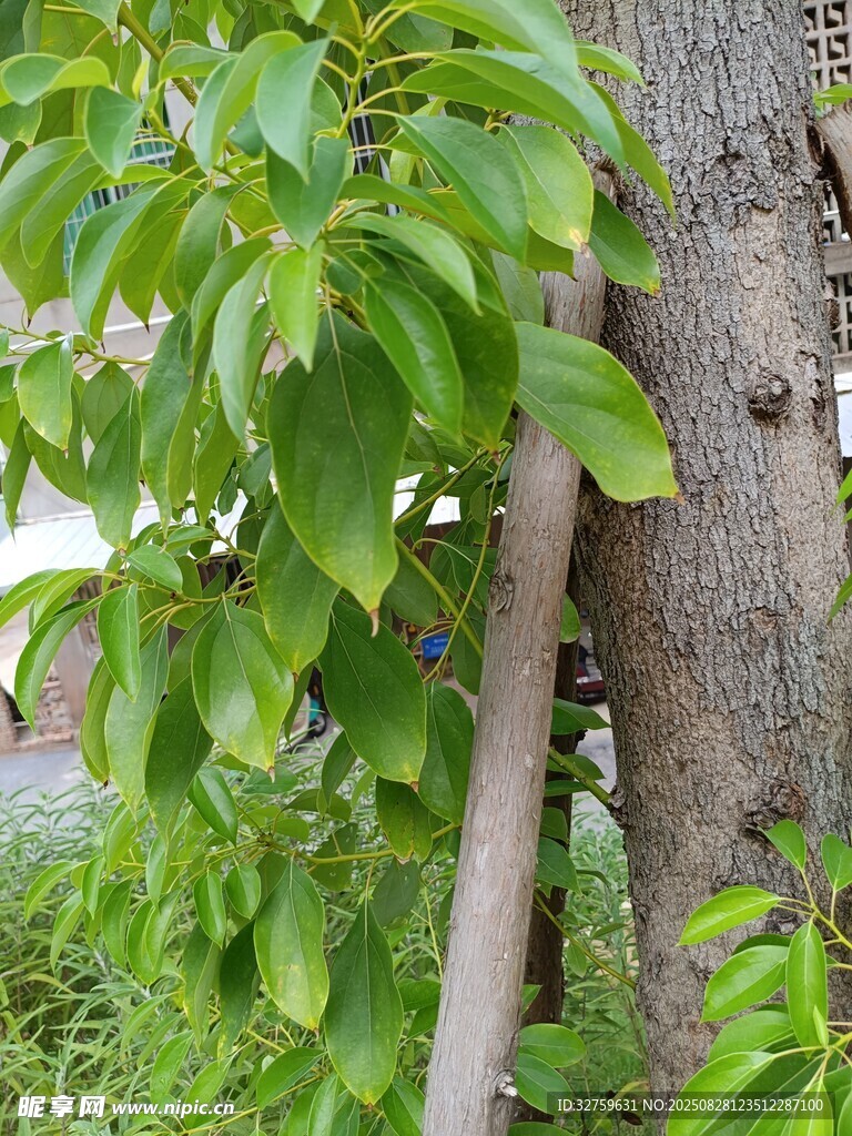 树干旁嫩绿枝叶生机浓