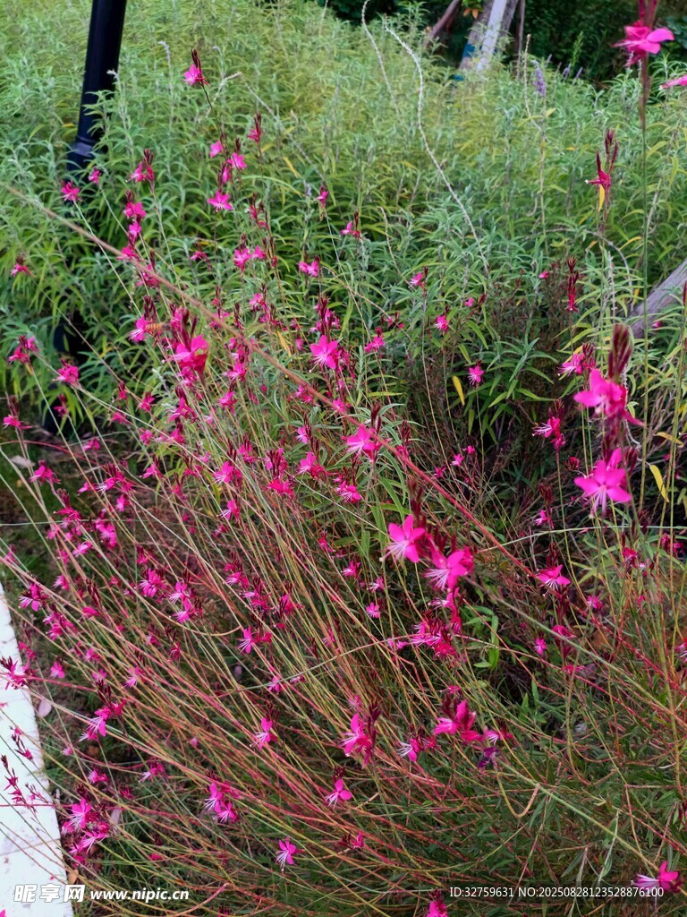 娇艳粉色小花绽放于草地