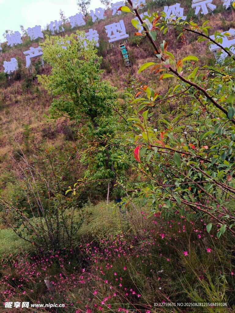 多彩植物装点的户外景观
