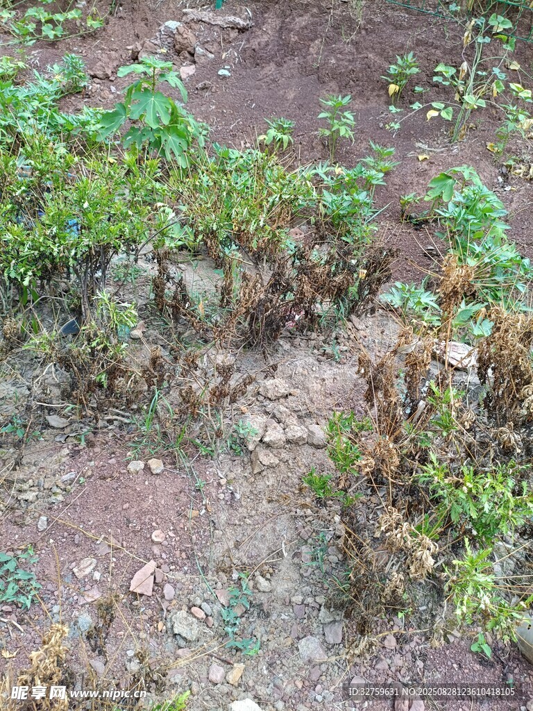 地面上的绿色植物与泥土