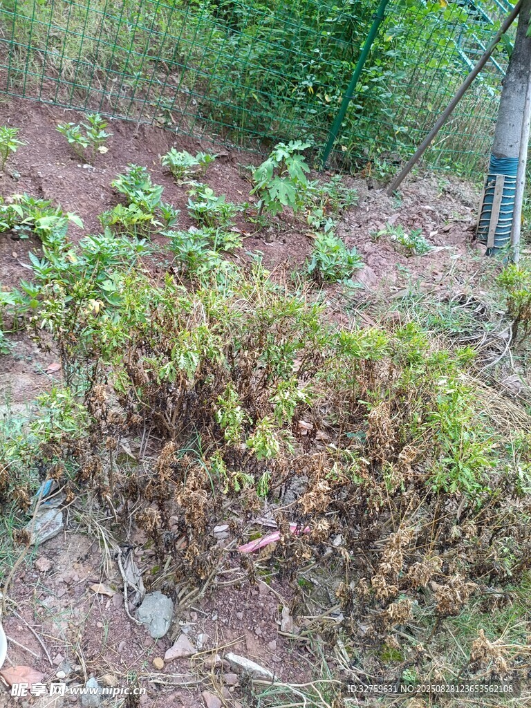 户外绿植景观