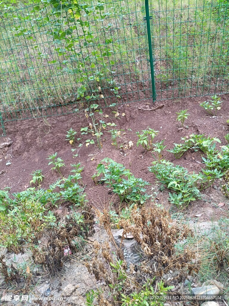 户外植物种植场景