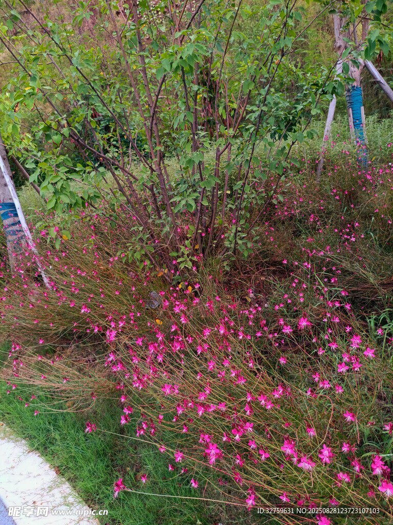 路边绽放的粉色烂漫花朵