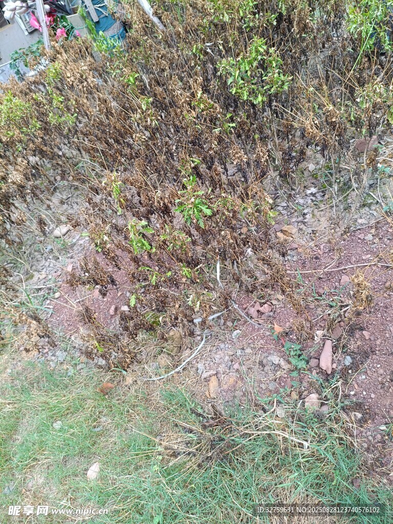 地面植物与杂草景象