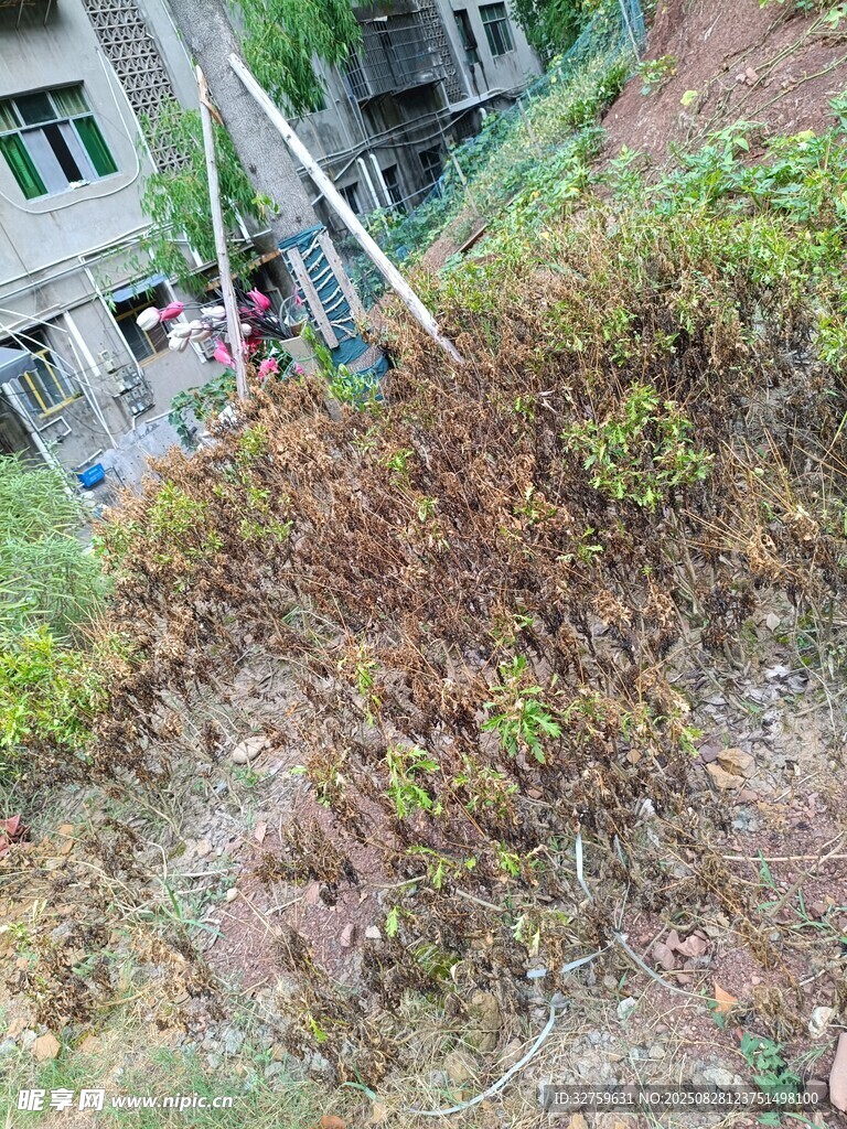山坡上的绿植与建筑