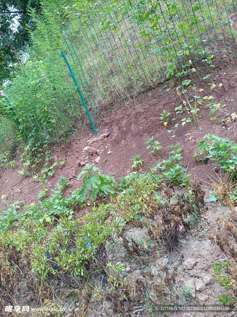 山坡上的绿植景观