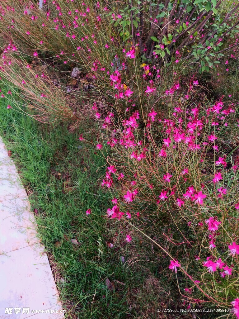 小径旁绽放的粉色小花