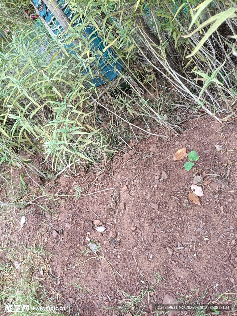 地面上的绿植与红土