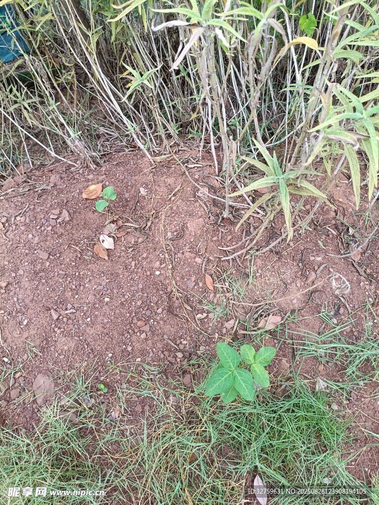 野外丛生植物与地面景象