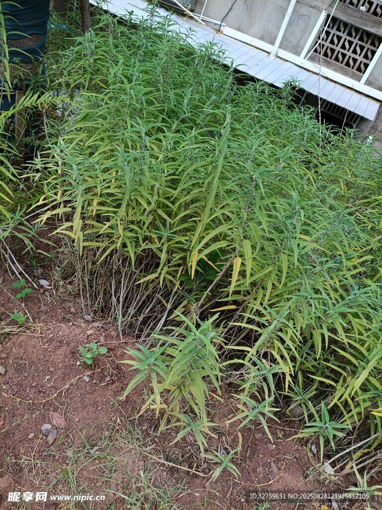 户外绿植景观