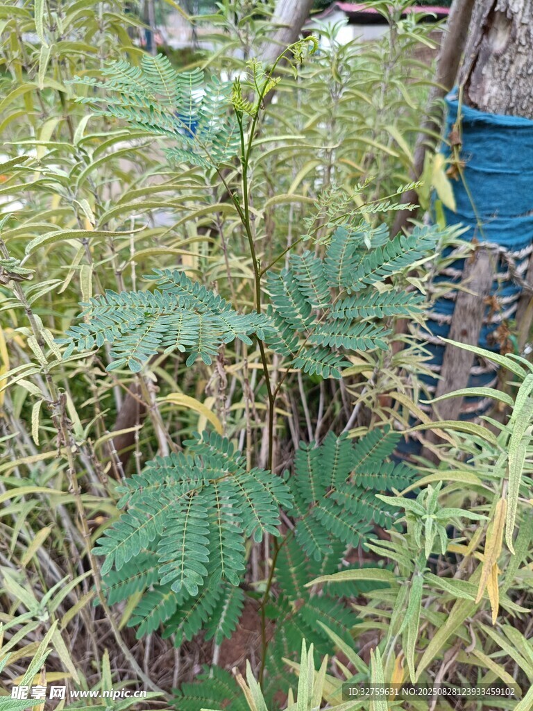 野外生长的带刺绿色植物
