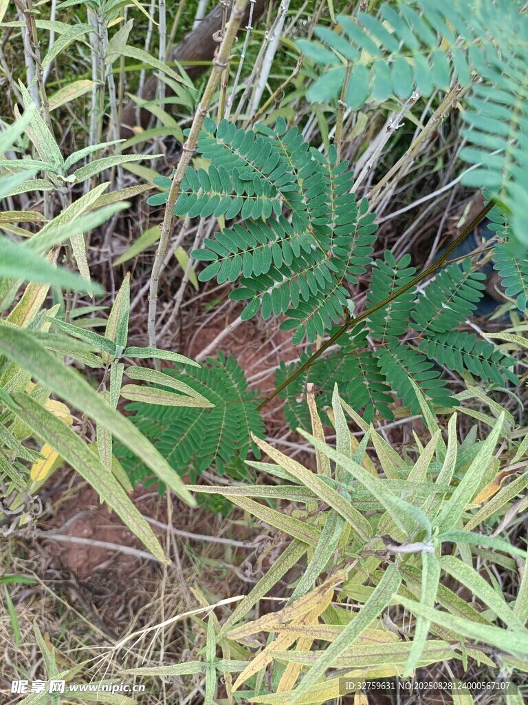野外丛生的蕨类与草本植物