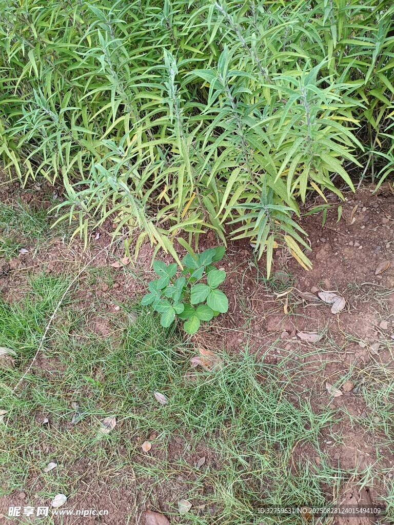 草丛中的小绿植
