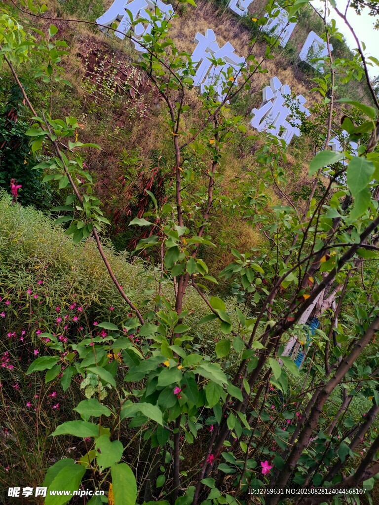 山间繁茂绿植景观
