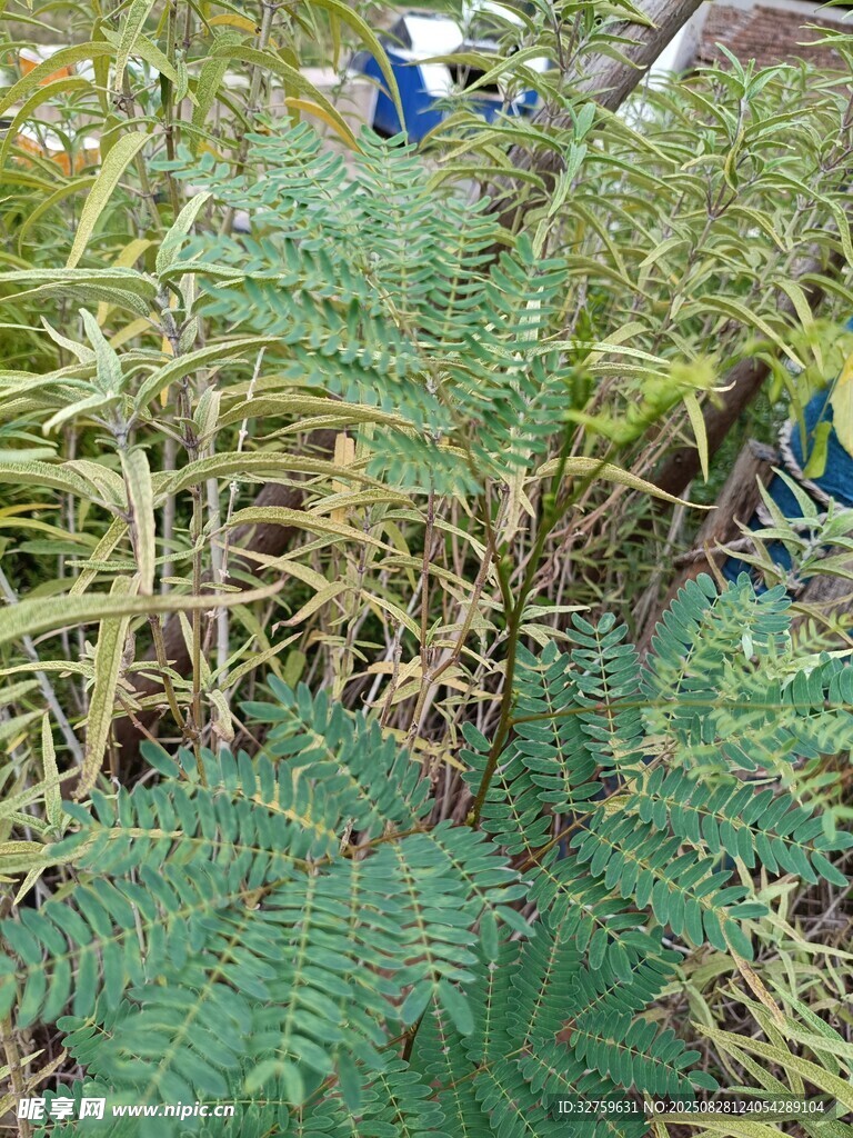 茂密蕨类植物景观