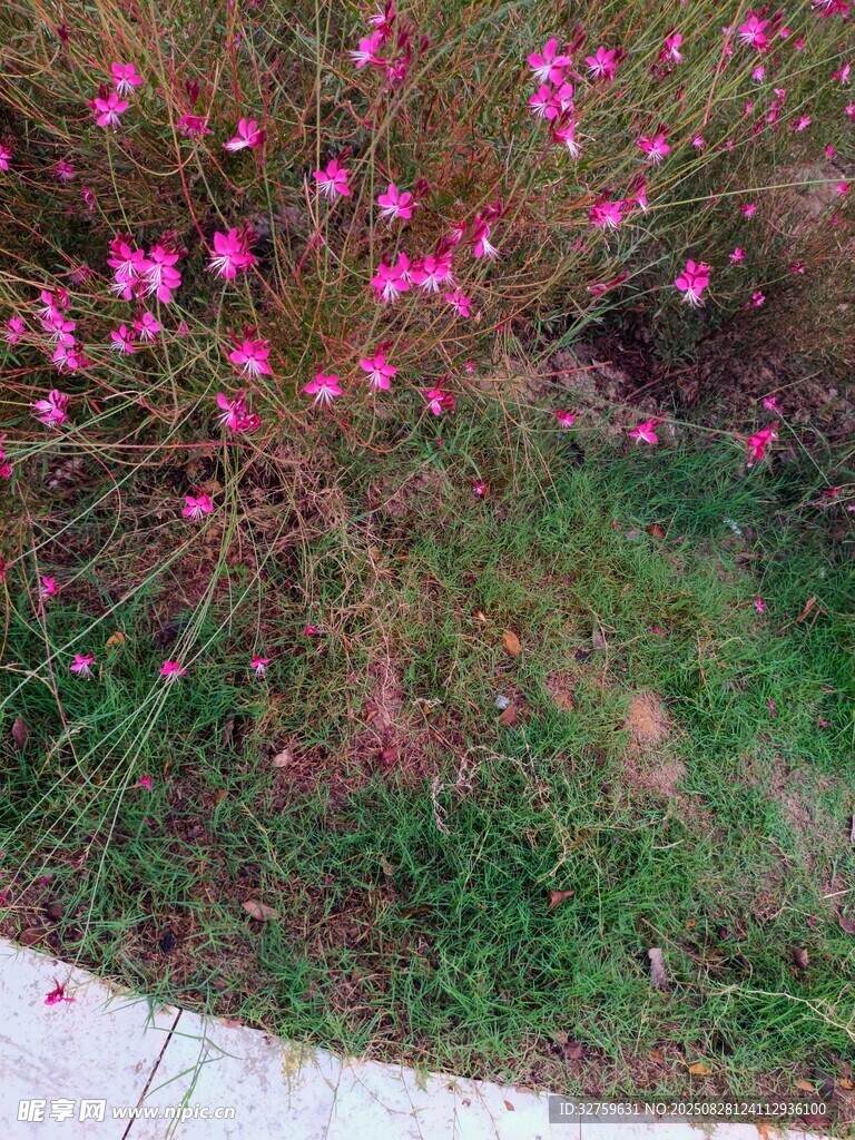 粉色小花绽放于草丛间