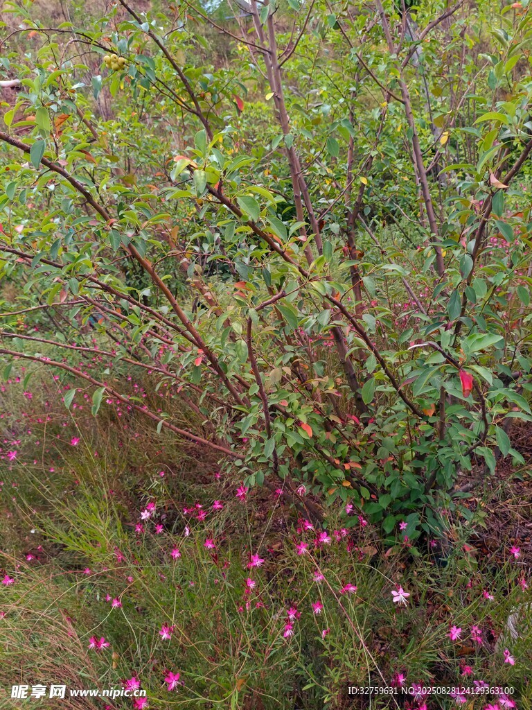 野外繁茂花草植物景象