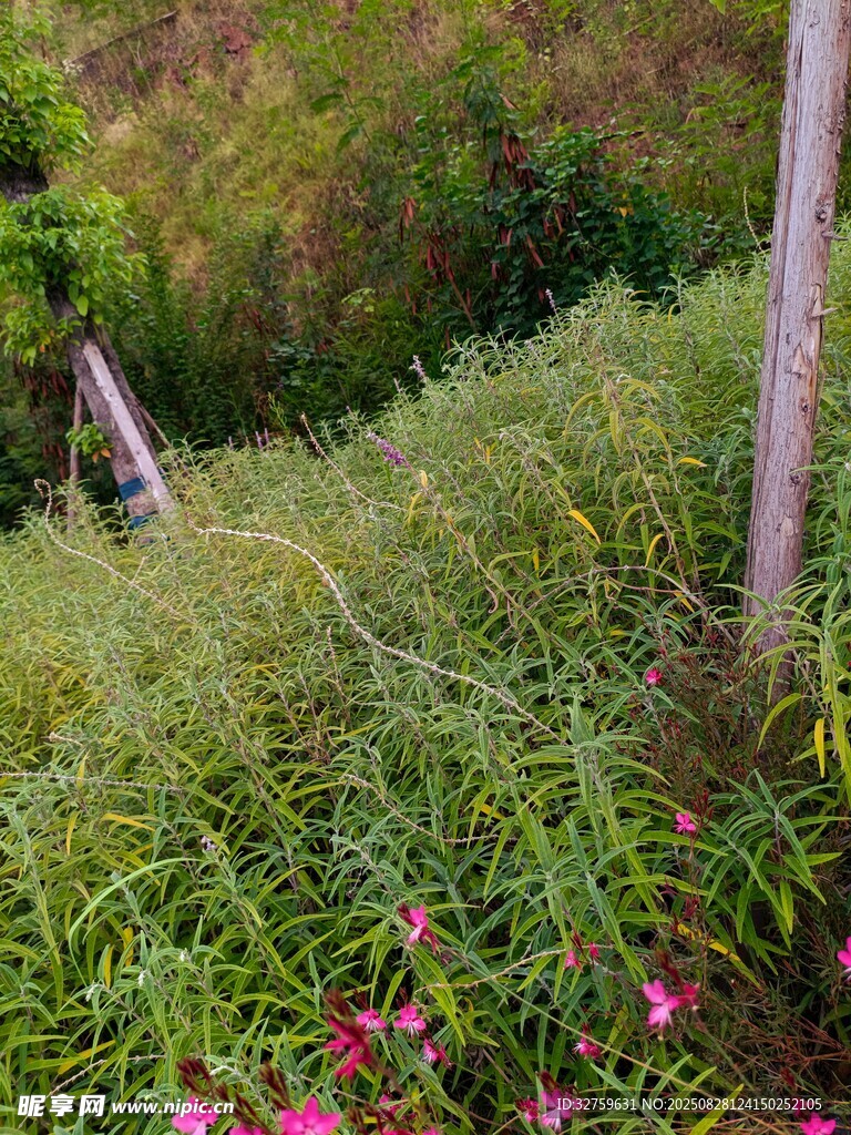 野外繁茂花草景观