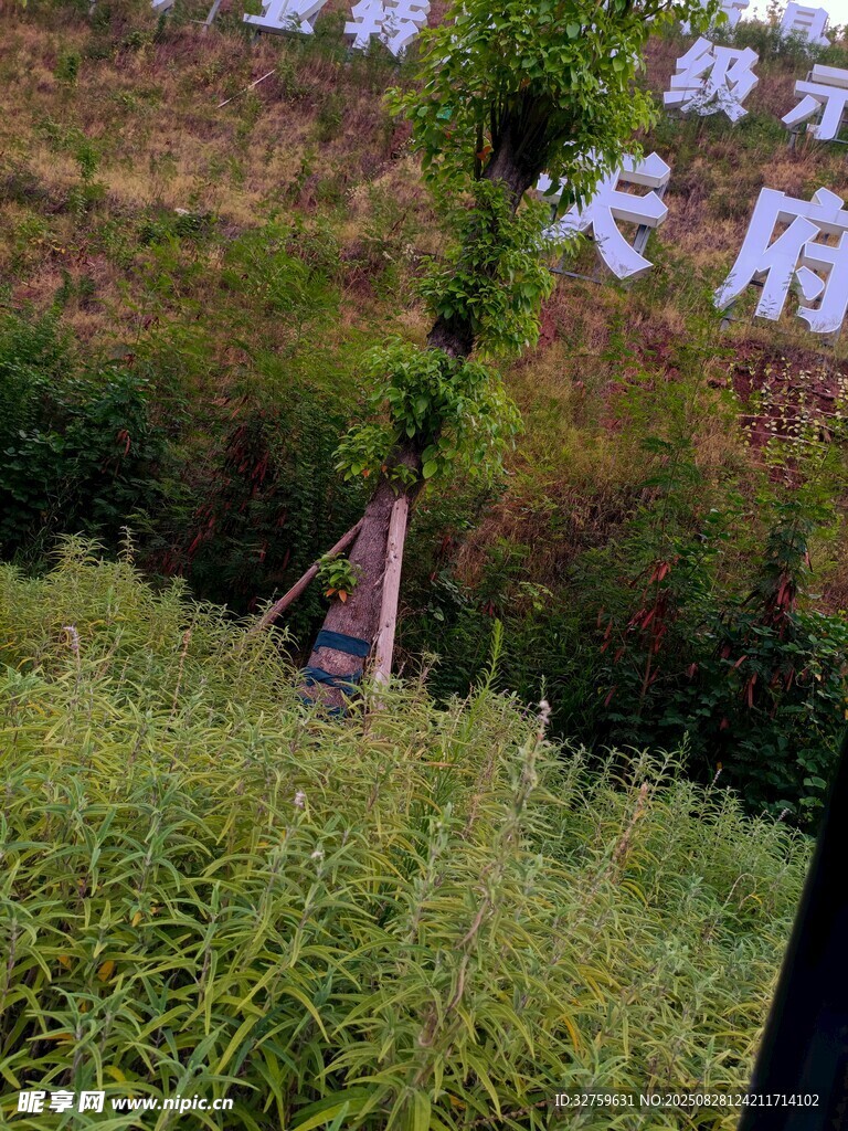 户外繁茂绿植与标识牌