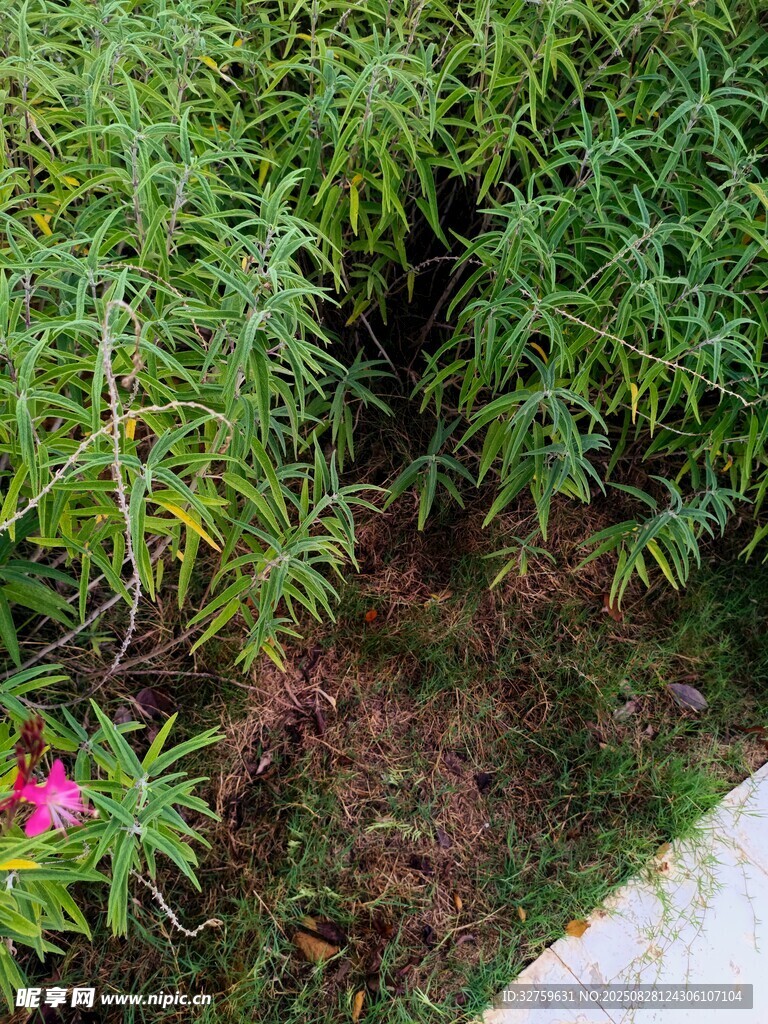 绿叶丛中一抹娇艳小花