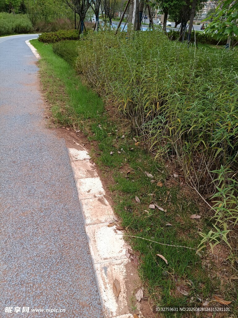 路边绿植景观