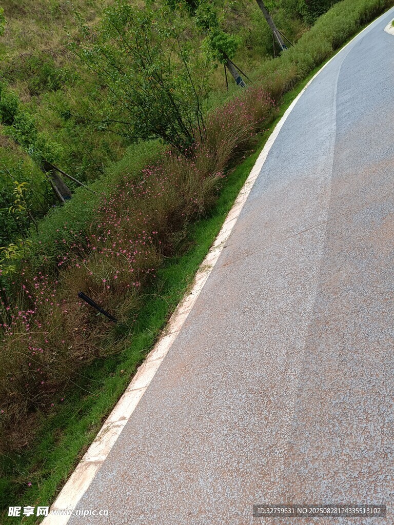 蜿蜒公路旁的葱郁植被