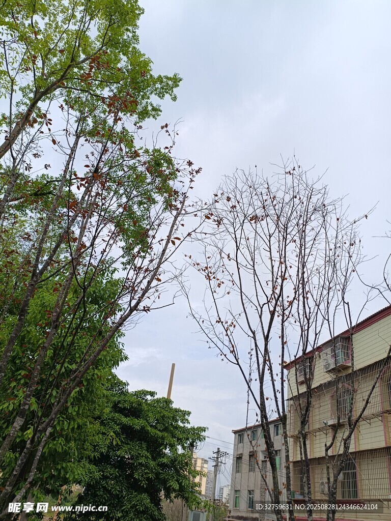 城市中树木与建筑景观