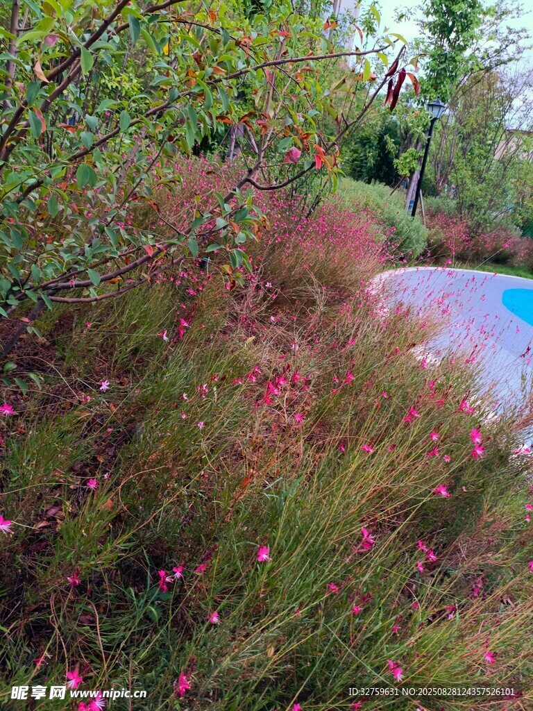 湖畔粉花绿植自然景致