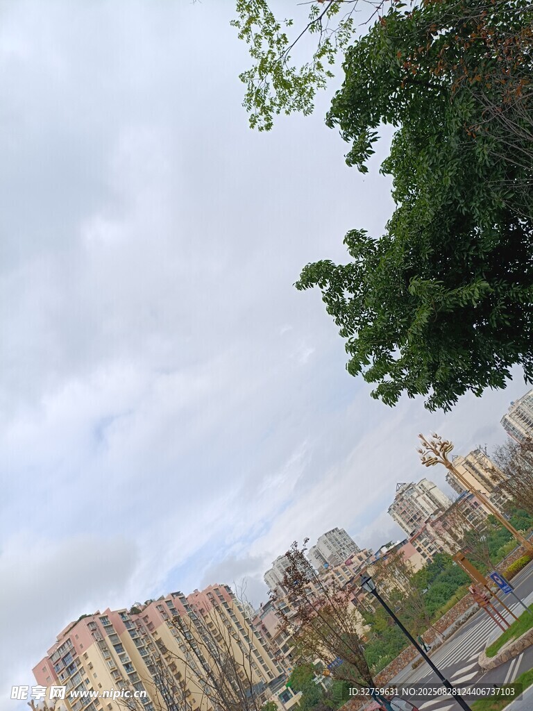 城市绿树与高楼景观