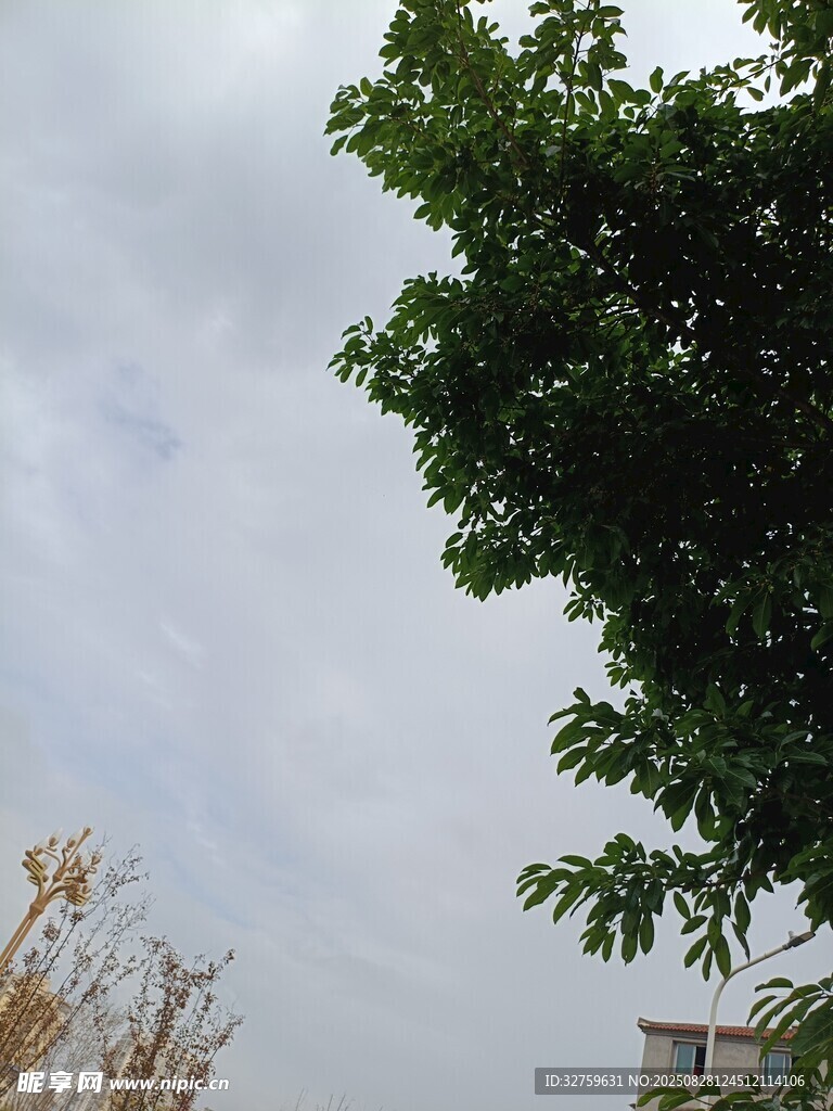 绿树映灰天的自然景致