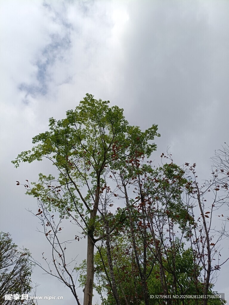 仰望天空下的葱郁树木