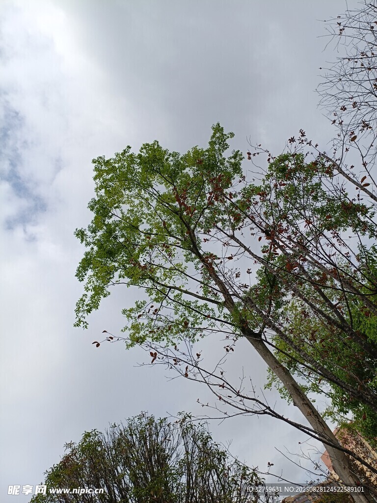 仰视天空下的葱郁树木