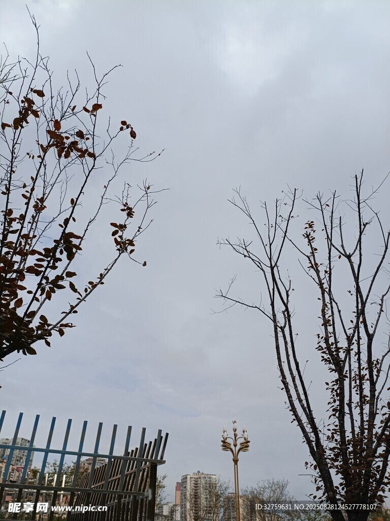 冬日枯树与围栏景象