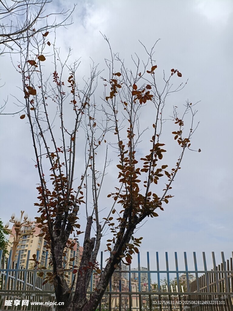 枯树与围栏的萧瑟景象