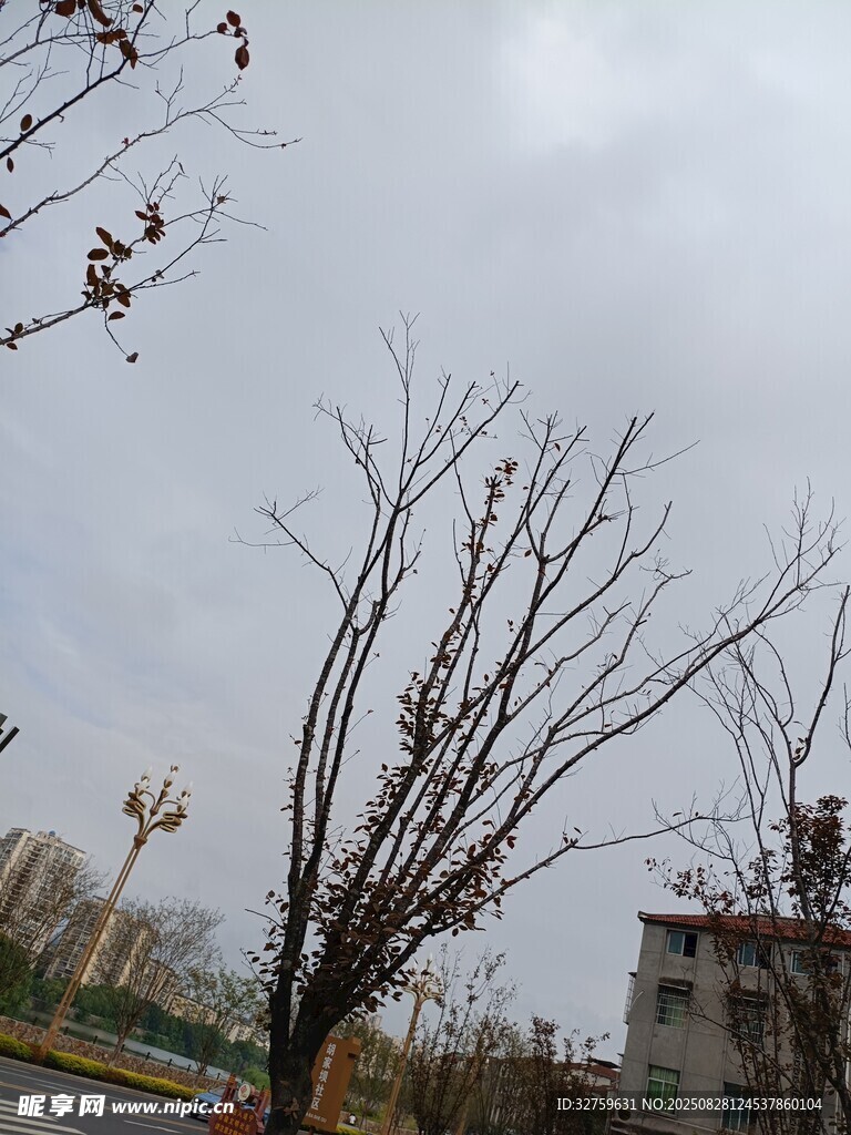 冬日枯树旁的建筑景观