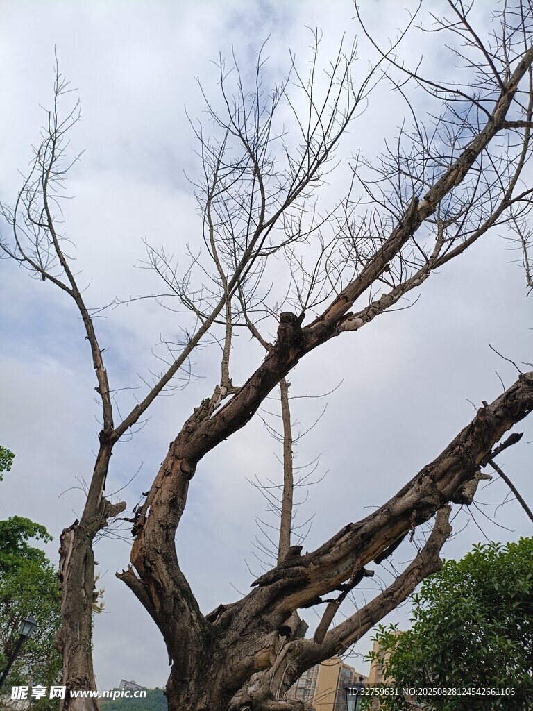 枯树挺立